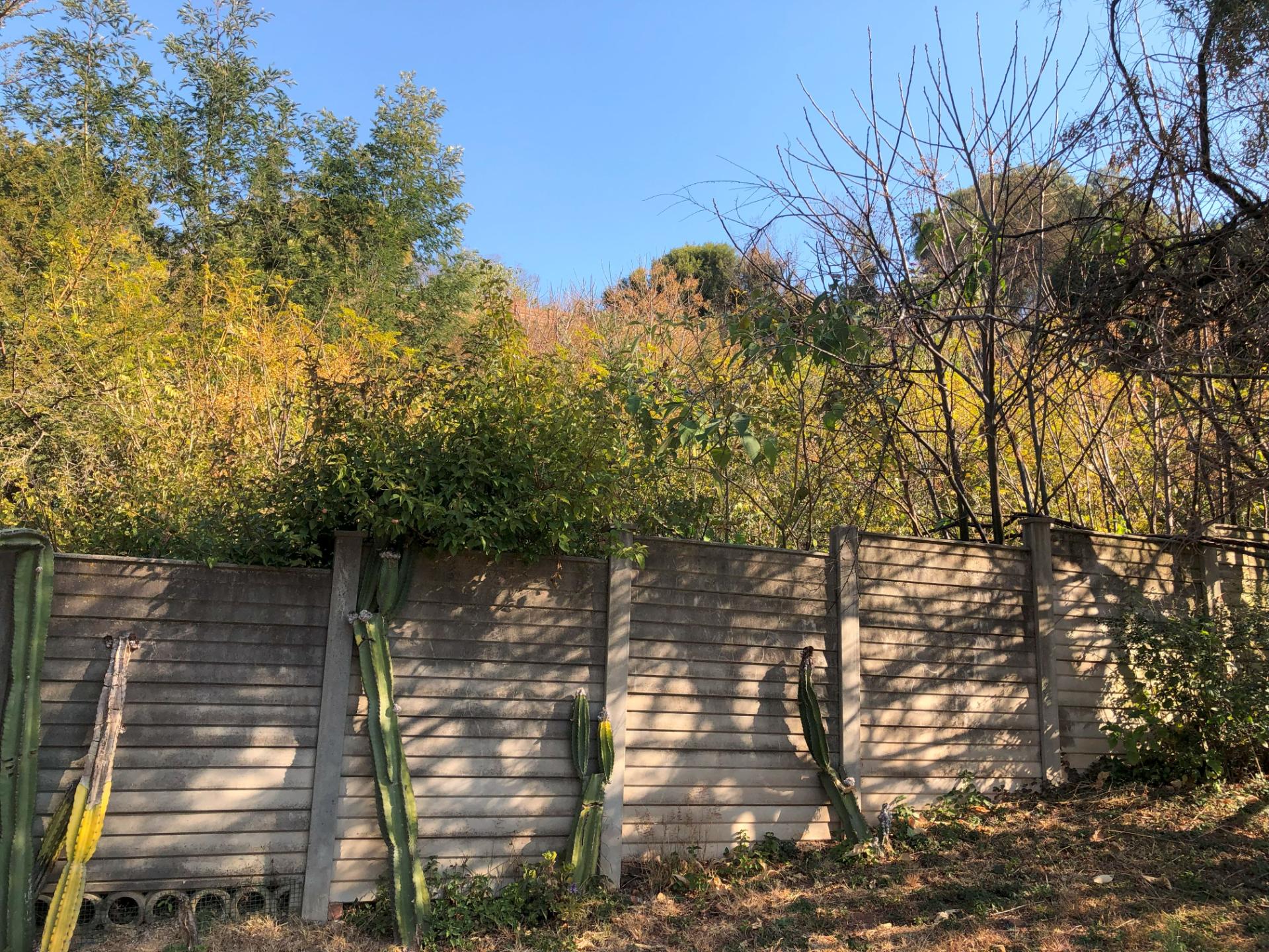 1 Constantia — image 4